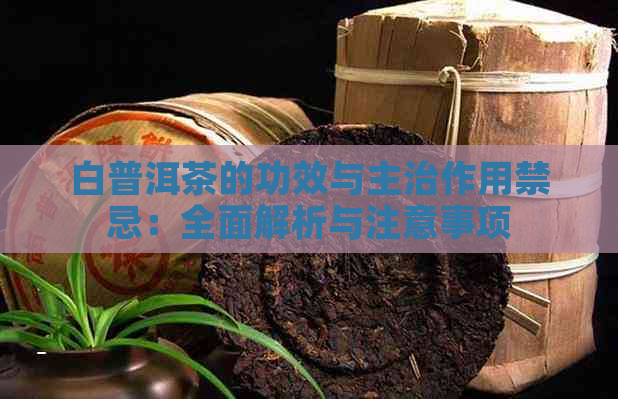 白普洱茶的功效与主治作用禁忌：全面解析与注意事项