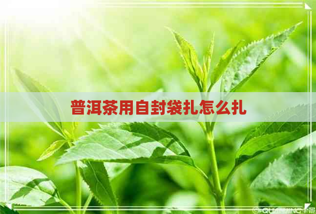 普洱茶用自封袋扎怎么扎