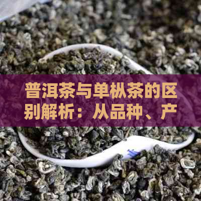 普洱茶与单枞茶的区别解析：从品种、产地、制作工艺到口感的全面对比