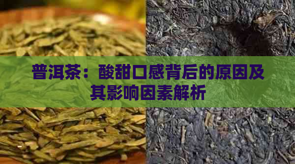 普洱茶：酸甜口感背后的原因及其影响因素解析