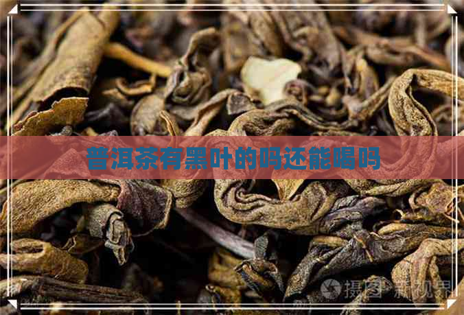 普洱茶有黑叶的吗还能喝吗