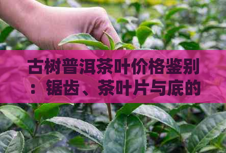 古树普洱茶叶价格鉴别：锯齿、茶叶片与底的分析