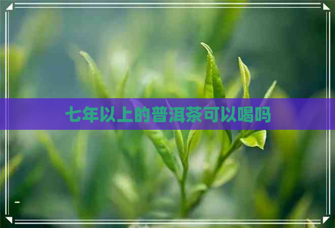 七年以上的普洱茶可以喝吗