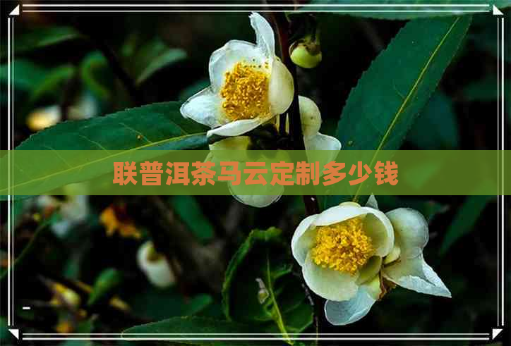 联普洱茶马云定制多少钱