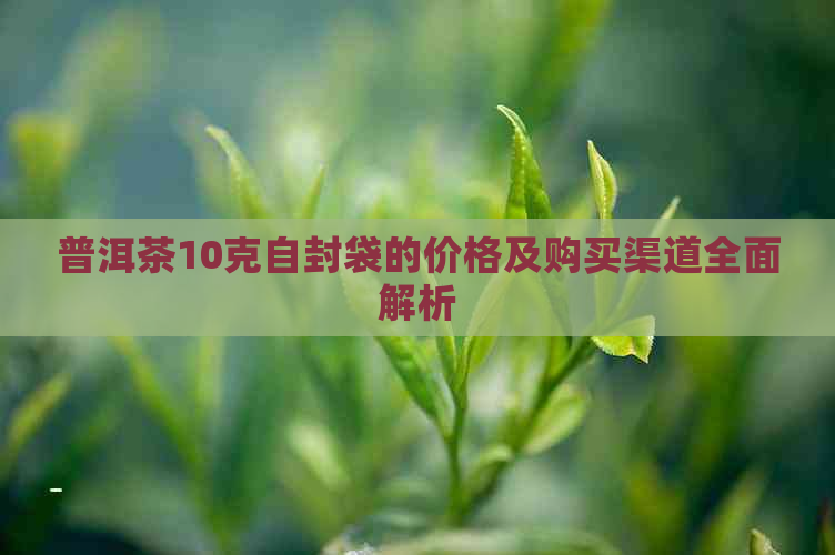 普洱茶10克自封袋的价格及购买渠道全面解析