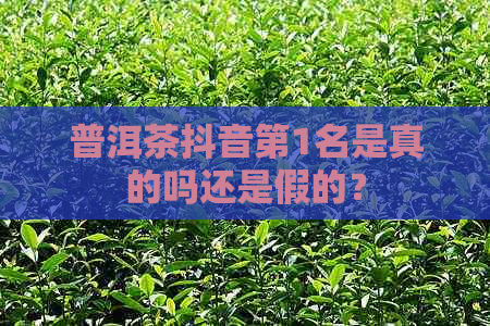 普洱茶抖音第1名是真的吗还是假的？