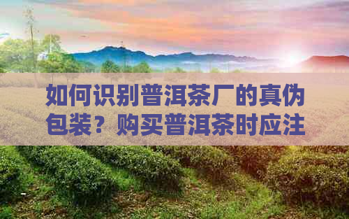 如何识别普洱茶厂的真伪包装？购买普洱茶时应注意哪些方面？