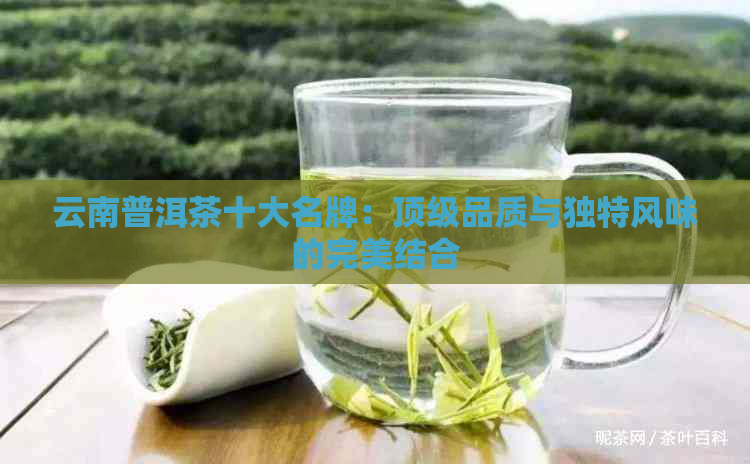 云南普洱茶十大名牌：顶级品质与独特风味的完美结合