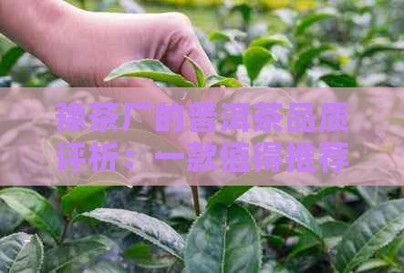 豫茶厂的普洱茶品质评析：一款值得推荐的茶叶佳品