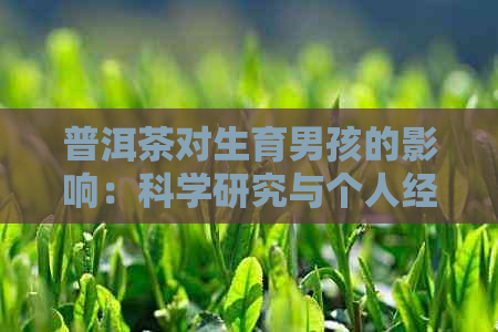 普洱茶对生育男孩的影响：科学研究与个人经验的全面分析