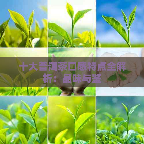 十大普洱茶口感特点全解析：品味与鉴