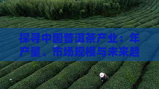 探寻中国普洱茶产业：年产量、市场规模与未来趋势