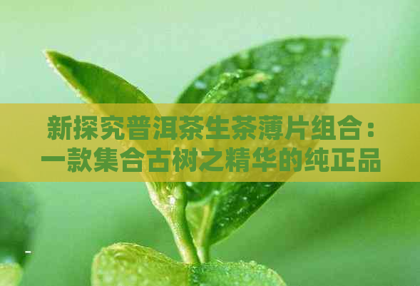 新探究普洱茶生茶薄片组合：一款     古树之精华的纯正品质