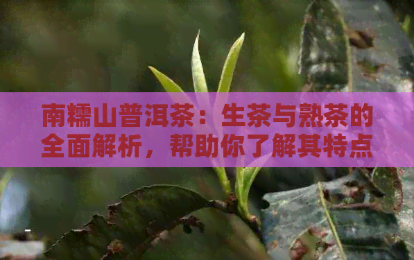 南糯山普洱茶：生茶与熟茶的全面解析，帮助你了解其特点和品鉴方法