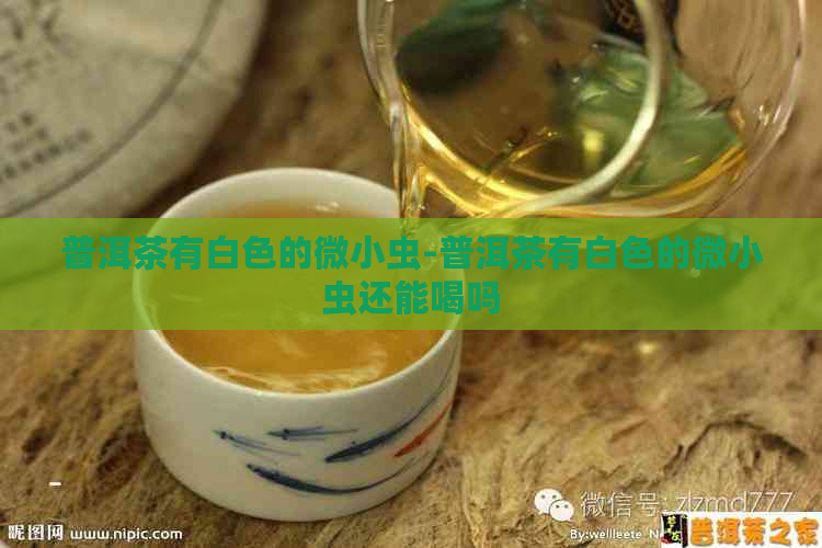 普洱茶有白色的微小虫-普洱茶有白色的微小虫还能喝吗