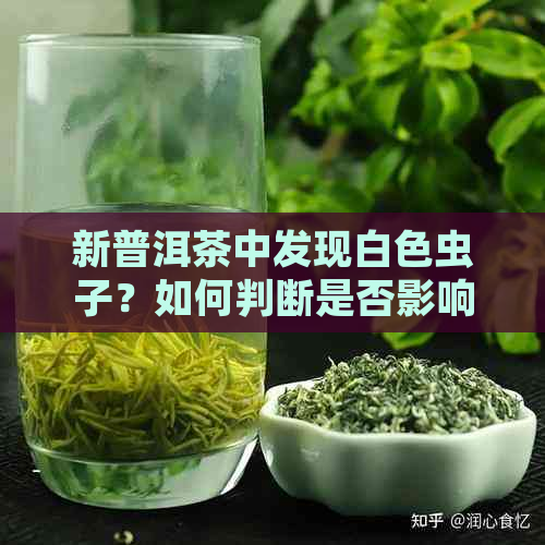 新普洱茶中发现白色虫子？如何判断是否影响饮用及正确处理方式