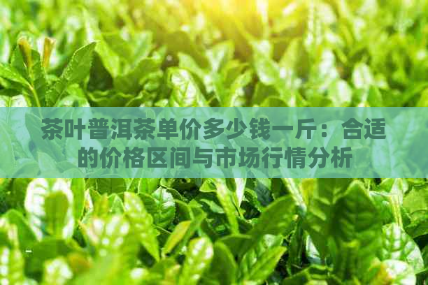 茶叶普洱茶单价多少钱一斤：合适的价格区间与市场行情分析