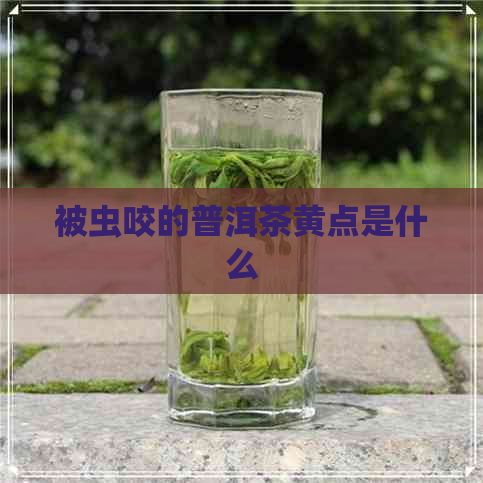 被虫咬的普洱茶黄点是什么