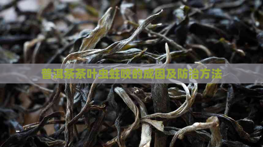 普洱茶茶叶虫蛀咬的成因及防治方法