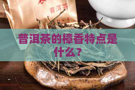 普洱茶的樟香特点是什么？