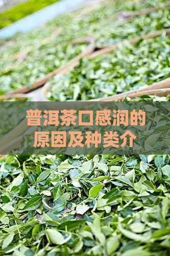 普洱茶口感润的原因及种类介绍：喝起来口的普洱茶是什么茶？