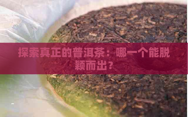 探索真正的普洱茶：哪一个能脱颖而出？