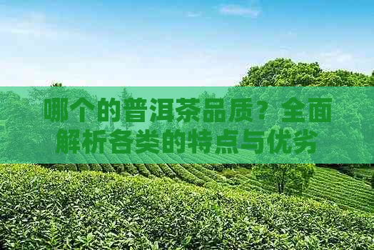 哪个的普洱茶品质？全面解析各类的特点与优劣