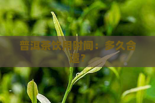 普洱茶饮用时间：多久合适？