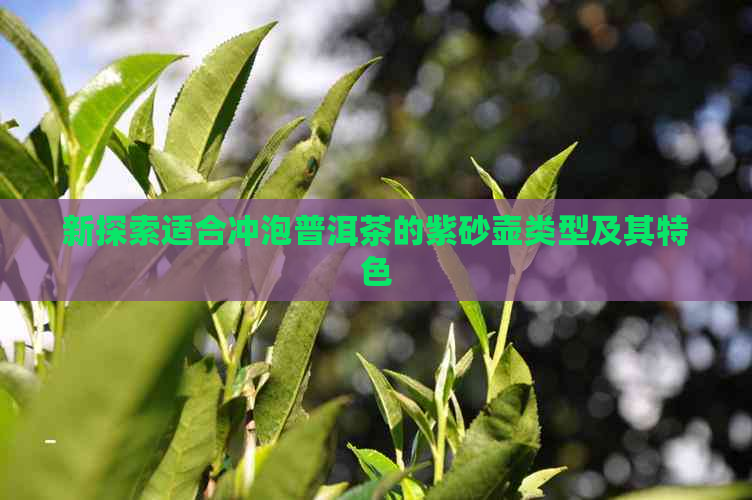 新探索适合冲泡普洱茶的紫砂壶类型及其特色