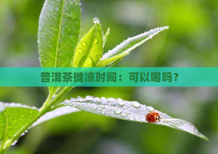 普洱茶摊凉时间：可以喝吗？