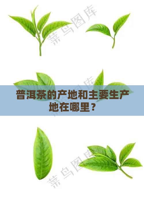 普洱茶的产地和主要生产地在哪里？