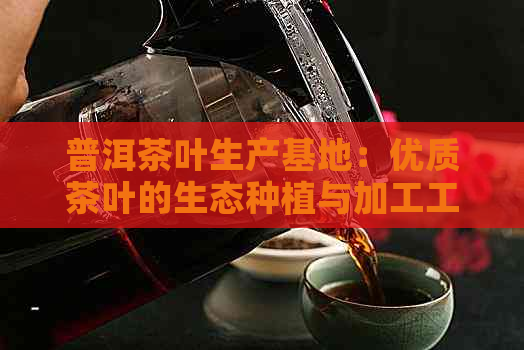 普洱茶叶生产基地：优质茶叶的生态种植与加工工艺，如何选择和品鉴？