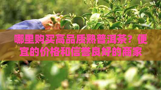 哪里购买高品质熟普洱茶？便宜的价格和信誉良好的商家推荐