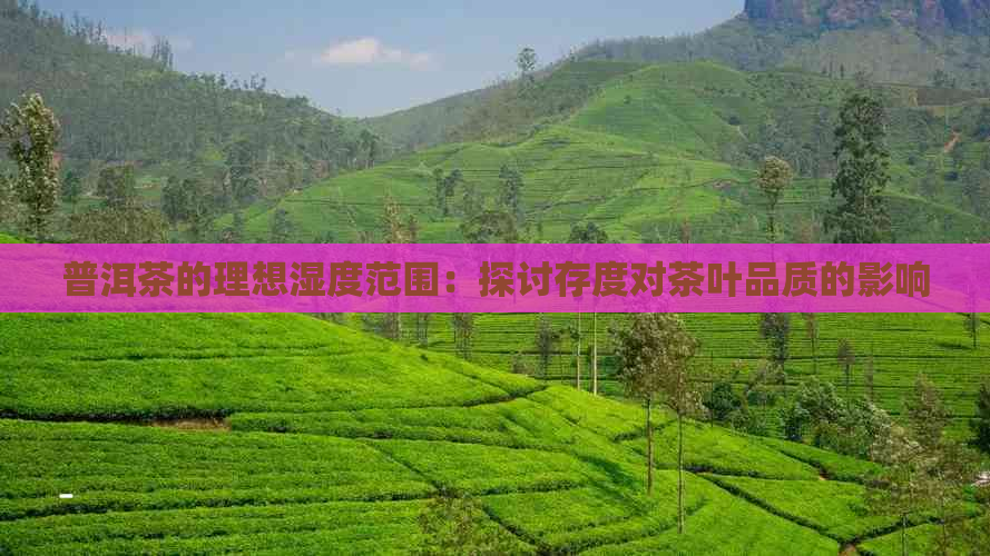 普洱茶的理想湿度范围：探讨存度对茶叶品质的影响