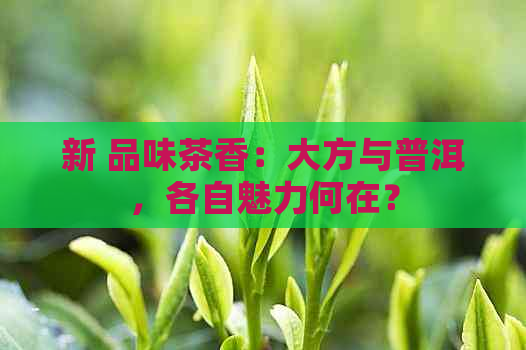 新 品味茶香：大方与普洱，各自魅力何在？