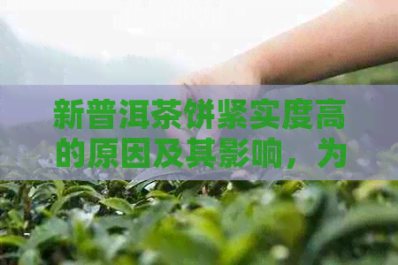 新普洱茶饼紧实度高的原因及其影响，为何不能随意饮用？