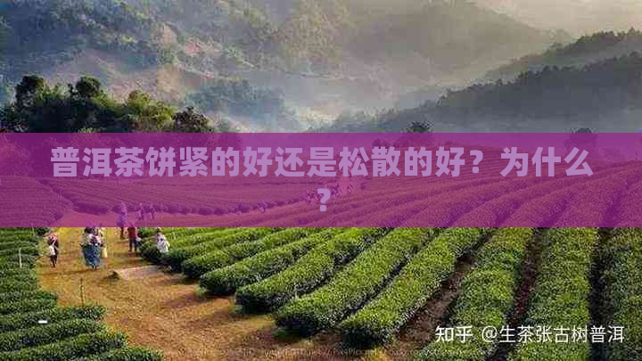 普洱茶饼紧的好还是松散的好？为什么？