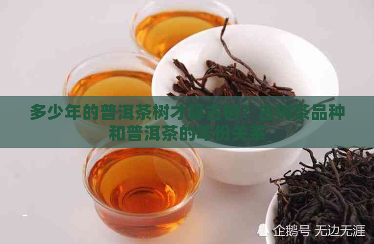 多少年的普洱茶树才算古树？古树茶品种和普洱茶的年份关系