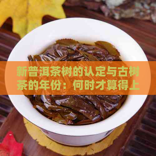 新普洱茶树的认定与古树茶的年份：何时才算得上是真正的古树普洱茶