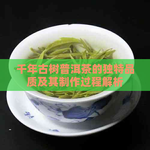 千年古树普洱茶的独特品质及其制作过程解析