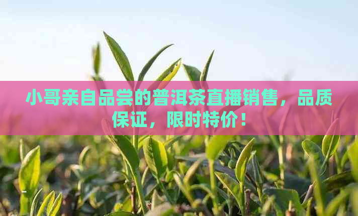 小哥亲自品尝的普洱茶直播销售，品质保证，限时特价！