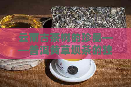 云南古茶树的珍品——普洱黄草坝茶的独特魅力与文化底蕴