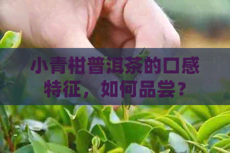 小青柑普洱茶的口感特征，如何品尝？