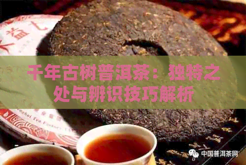 千年古树普洱茶：独特之处与辨识技巧解析