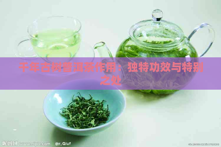 千年古树普洱茶作用：独特功效与特别之处