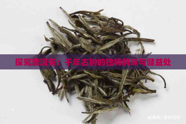 探究普洱茶：千年古树的独特韵味与健益处