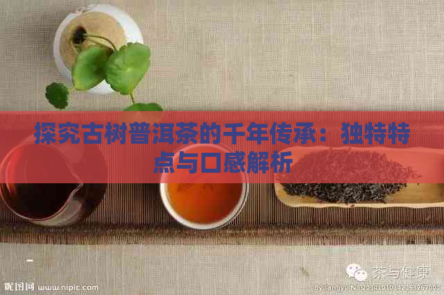 探究古树普洱茶的千年传承：独特特点与口感解析