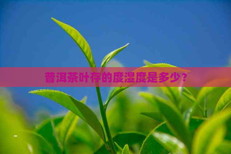 普洱茶叶存的度湿度是多少？