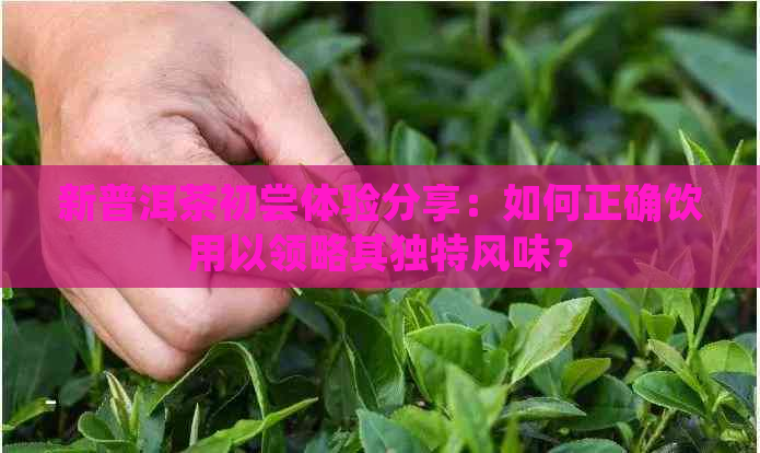 新普洱茶初尝体验分享：如何正确饮用以领略其独特风味？