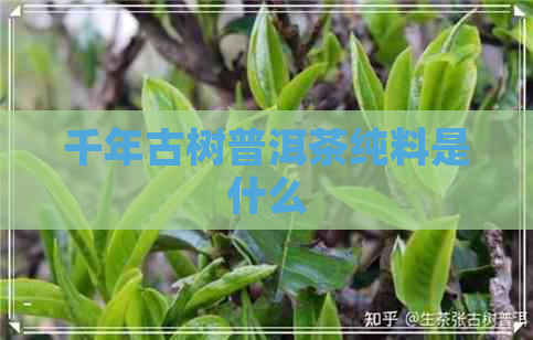 千年古树普洱茶纯料是什么